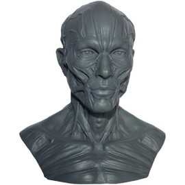 Iwamatu Human Body Anatomy Model, Head Model, Head Tendon Model, Human Body Model Collection (Gray)
