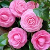 Mixed Camellia Seeds for Planting -20Pcs Non-GMO Heirloom Camellia Seeds