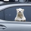 Animal Car Window Decals Funny 3D Weatherproof Decals (Polar Bear)