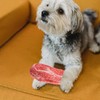 NUOBESTY 2Pcs Dog Chew Toys - Artificial Steak & Plush