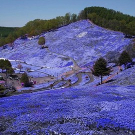 22000+ Blue Creeping Thyme Seeds for Planting Ground Cover Magic Thymus Serpyllum Seed Heirloom Rocks Lawn Flower