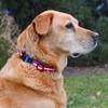 Native Pup American Flag Dog Collar (Large, Flag I)