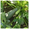 Everwilde Farms - 1 Lb Gray Zucchini Summer Squash Seeds