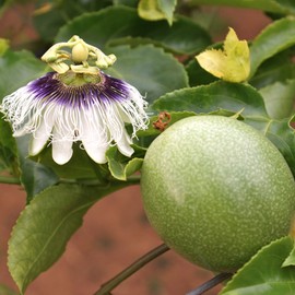 Passiflora Incarnata Seeds Purple Passionflower, Maypop Edible Fruit Rapid-Growing Vine Fragrant Drought Tolerant Jelly Trellis Arbor Wall Fence Outdoor 200Pcs Flower Seeds by YEGAOL Garden