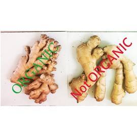 Non GMO fresh ginger from Peru (1)