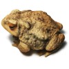 Sunthus Frog Toad Sculptures Garden Statues Yard Art Resin Decorations
