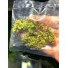 BUY 2 GET 1 FREE Azolla Filiculoides Fairy Moss Live
