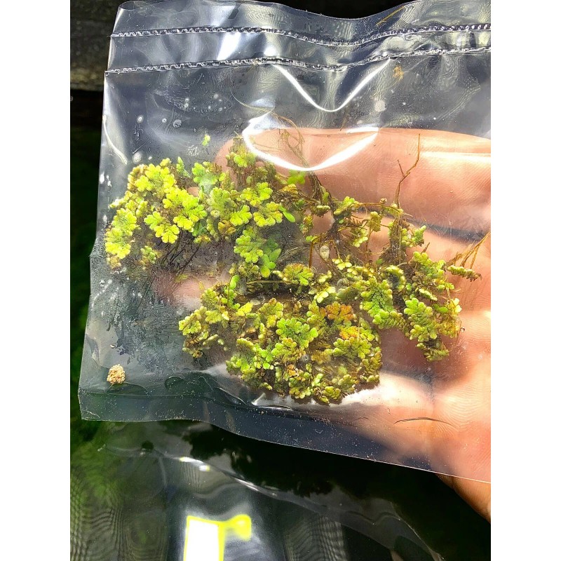 BUY 2 GET 1 FREE Azolla Filiculoides Fairy Moss Live