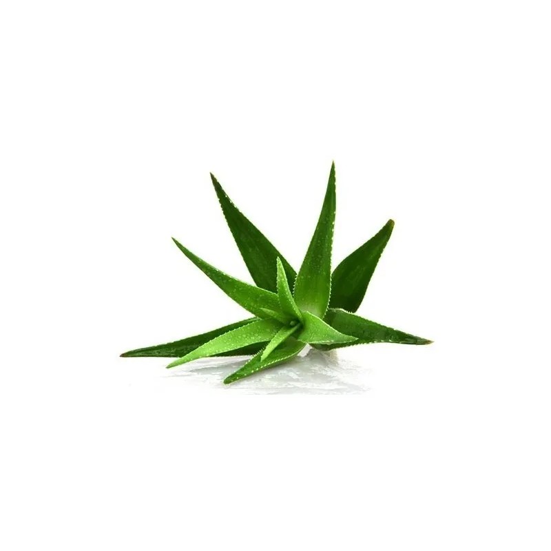 Aloe Vera En Polvo - 100% Natural 250 Gramos