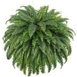 Richeerca Fake Ferns, 50IN Single Realistic Large Faux Plants with 96 Fronds, Artificial Boston Ferns for Outdoors Home DIY Plant Wall Garden Porch Entrance Decor