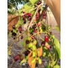 Unbranded Black Java Plum (syzygium cumini) fruit tree 6” -