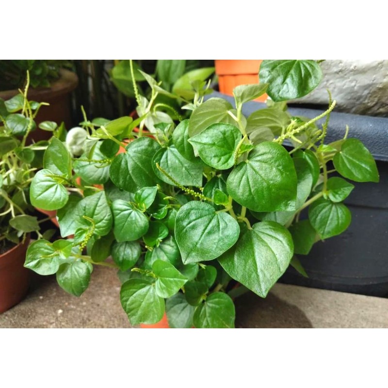 4000 Crab Claw Peperomia Seeds Vietnam Rau Cang Cua Vegetable