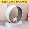 Cat running wheel