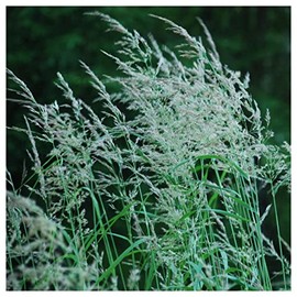 Everwilde Farms - 1 Oz Blue Joint Grass Native Grass Seeds - Gold Vault