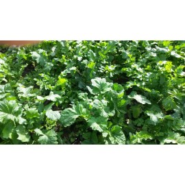 Feeders Outdoors 5 LBS DEER GREENS PURPLE TOP TURNIP DAIKON RADISH RAPE SEED DEER FOOD PLOT SEED