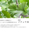 Gabai Farm Handmade Ginkgo Biloba Leaf Tea 0.1 oz (3