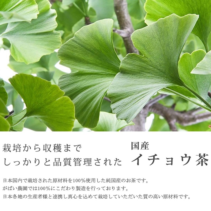 Gabai Farm Handmade Ginkgo Biloba Leaf Tea 0.1 oz (3