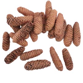 Anthony Peters Long pine cones | 250 gram bag (approximately 20 pieces) | Natural crafts