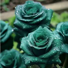 Nygardenia 20pcs Scottish Green Rose Seeds - Non-GMO Heirloom Variety for Your Garden