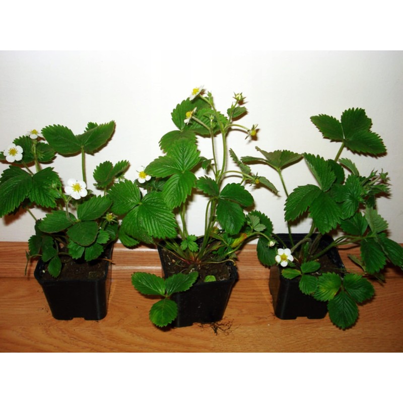 CEMEHA SEEDS - Seeds Alpine Strawberry Regina Everbearing Berries Indoor