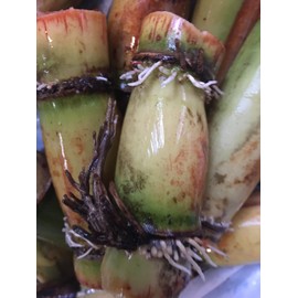 Perennial Sugarcane Root Stock Organic 4 Germinated Healthy Tropical Plants Green/Yellow