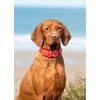 HUGO & HUDSON Waterproof Dog Collar, Anti Odor and Easy