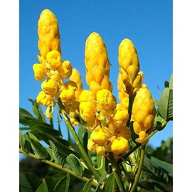 Candlestick Cassia Senna Alata 20 SẸẸDS for Plạnting