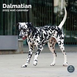 Baker and Bray Dalmatian Calendar 2025, Large Square Wall Calendar, 16 Month, Dalmation Gift Dog Calendar.