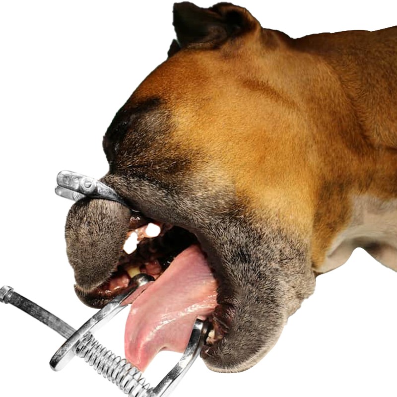 Canine Mouth Gag for Cat & Dog Veterinary Instruments Stainless