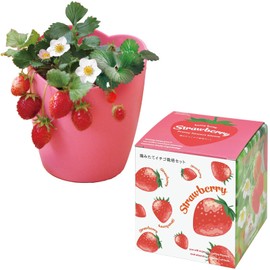 Seishin Pottery GD-1000 Autumn/Winter Home Garden, Easy Cultivation Kit, Freshly Picked Strawberries, Vegetables, Cultivation Set (Free Research/Food Education), Pot Diameter Approx. 4.7 inches (12