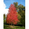 American Red Maple Shade Tree - Live Plant Shipped 3