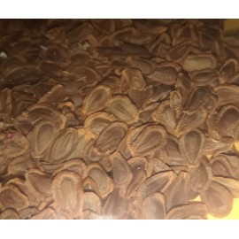 MonarchMilkweedSeeds 400+ Common MILKWEED Seeds (Asclepias Syriaca) ORGANIC (USA)