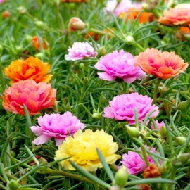 22Day Seeds: Seeds Moss Rose Mix/Portulaca grandiflora/Annual Flowers