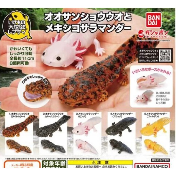 Ikimono Large Encyclopedia Repti Giant Salamander and Mexican Salamander Complete 5 Type Set
