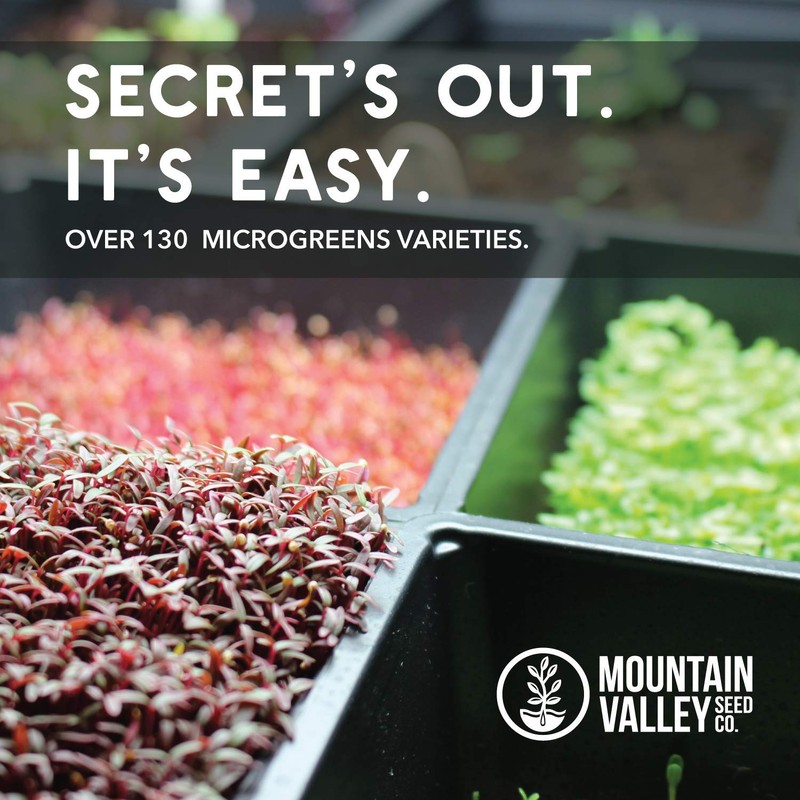 Genovese Basil Microgreens Seeds - 4 oz ~ 64,000 Seeds
