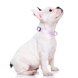 Rnivvi Dog Collar, Adjustable Purple Dog Collar for Small Dogs, Cute Puppy Collar for Boy and Girl Dogs, Heavy Duty Pet Collars with Quick Release Buckle for Walking Running, S Length 3/4" Width