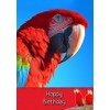 Parrot Birthday Card