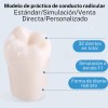 Paquete Dientes Compatibles Nissin Tipodonto
