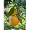 Home-Growth Orange Fruit - 12 Seeds 2025 - USA seller
