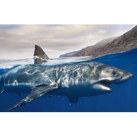 Jigsaw Puzzle 1000 Piece Shark On The Water Classic Puzzle Adult Puzzle DIY Kit Wooden Toy Unique Gift Modern Home Decor