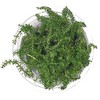SubstrateSource Rotala Macrandra Bangladesh Tissue Culture Aquatic Live Aquarium Plant