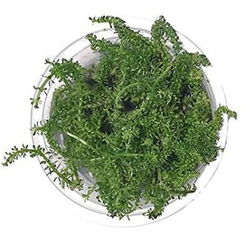 SubstrateSource Rotala Macrandra Bangladesh Tissue Culture Aquatic Live Aquarium Plant - 100% Snail Free in Vitro Cup (Rotala Macrandra Bangladesh)