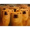 3-D Lenticular Wildlife Trading Card Set - Bear-Frog-Wolf