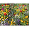 Hummingbird/Butterfly Wildflower Mix