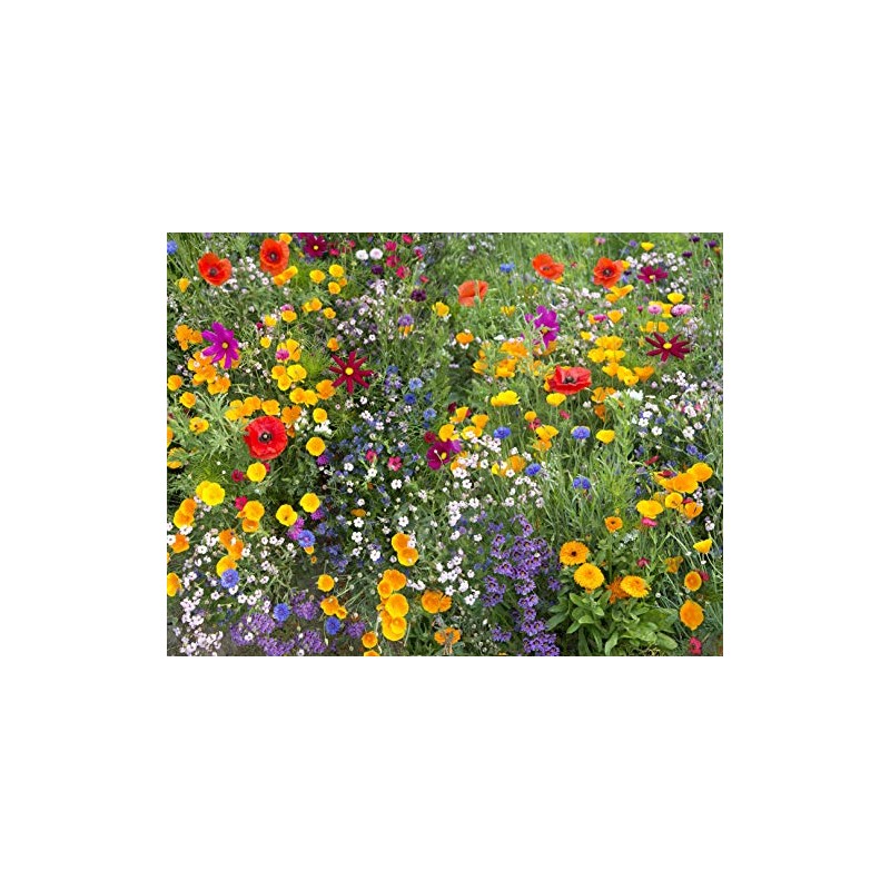 Hummingbird/Butterfly Wildflower Mix