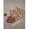 TomorrowSeeds 40+ Jumbo Bailey Virginia Peanut Seeds For Planting ,Organic