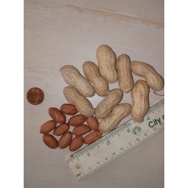 TomorrowSeeds 40+ Jumbo Bailey Virginia Peanut Seeds  For Planting ,Organic NON - GMO for 2025