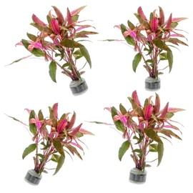 SubstrateSource Live Aquarium Red Stem Plants - Freshwater Aquatic Plant for Fish Tanks, Aquascaping - (Rotala Blood, 4 Bunches)