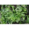*BUY 2 GET 1 FREE* Microsorum Windelov Java Fern Windelov