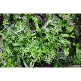 *BUY 2 GET 1 FREE* Microsorum Windelov Java Fern Windelov Live Aquarium Plant ✅